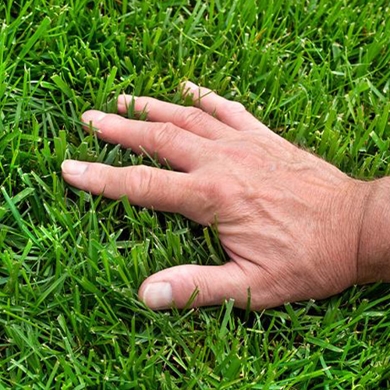 Eco-Friendly Pest Treatments