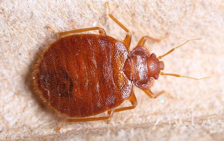 bed_bug_crawling_on_furniture