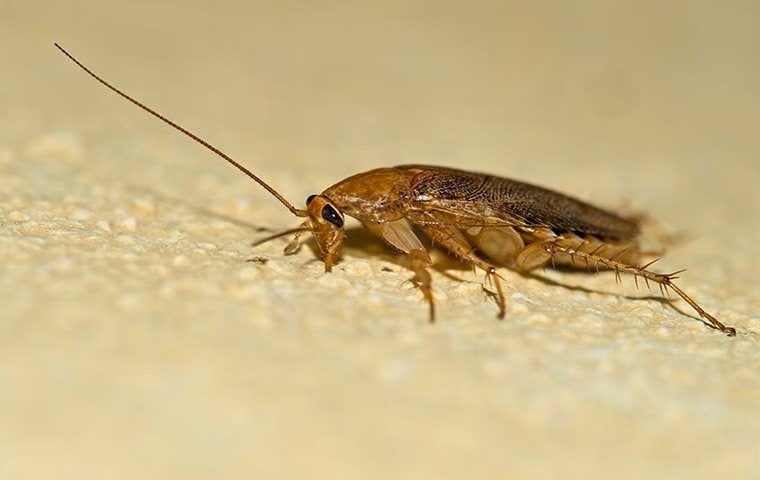 Cockroach on the floor