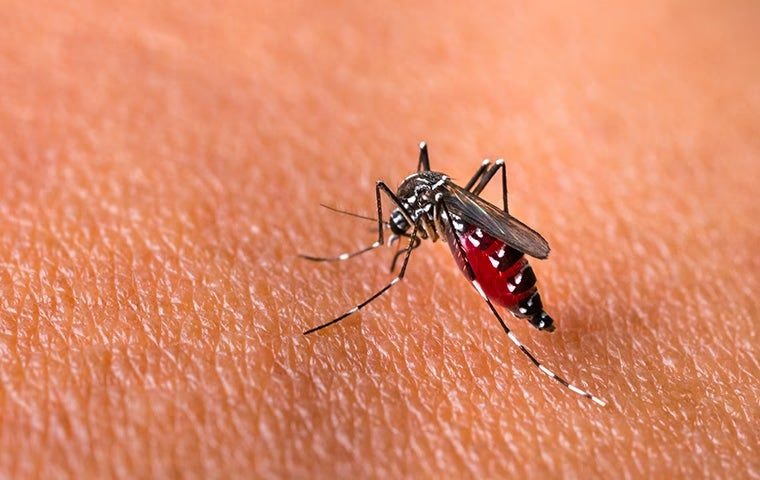 mosquito_thirsty_for_blood