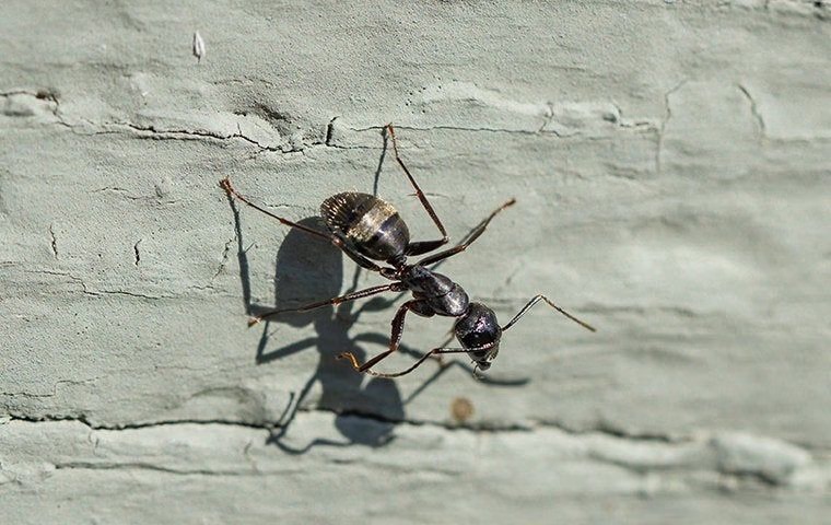 carpet ant crawling