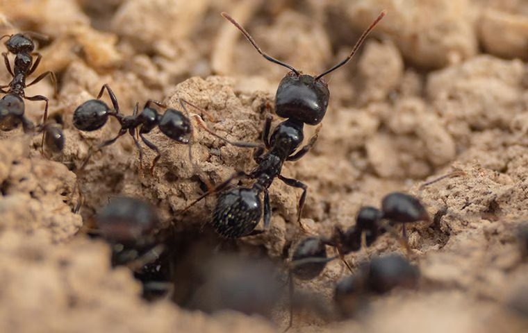 Ant