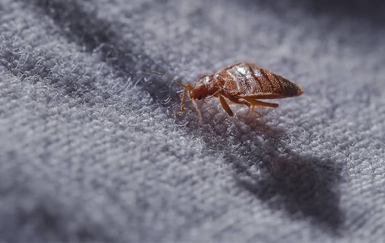 Bed Bug