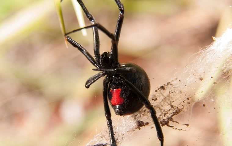 black widow spider