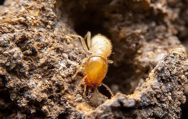 a_termite_crawling_in_wood_tunnel