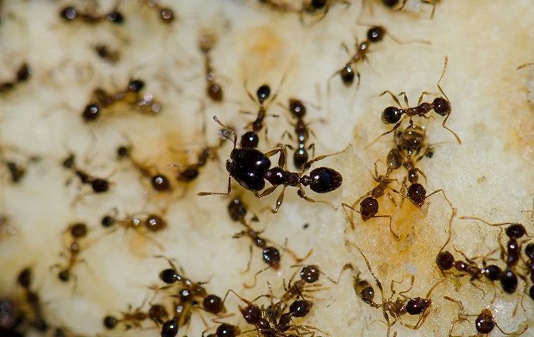 big headed ant on fruit