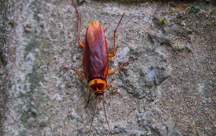 american_cockroach_on_a_foundation