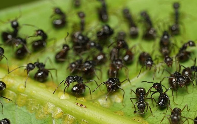 Ants swarm on a leaf