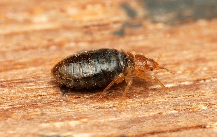 bed_bug_on_furnture