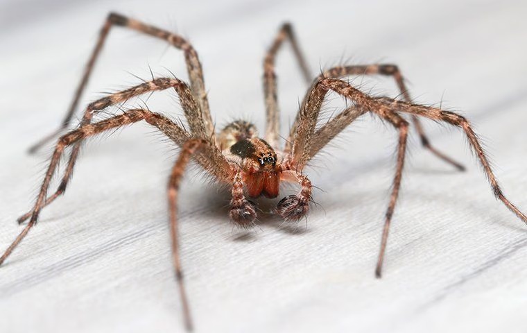 common_house_spider_on_the_floor