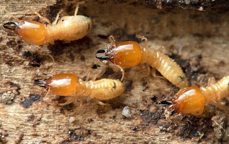 termites