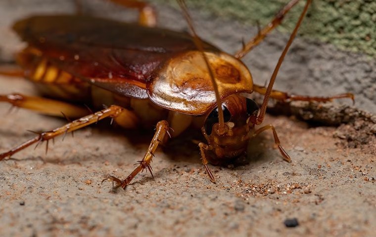 cockroach