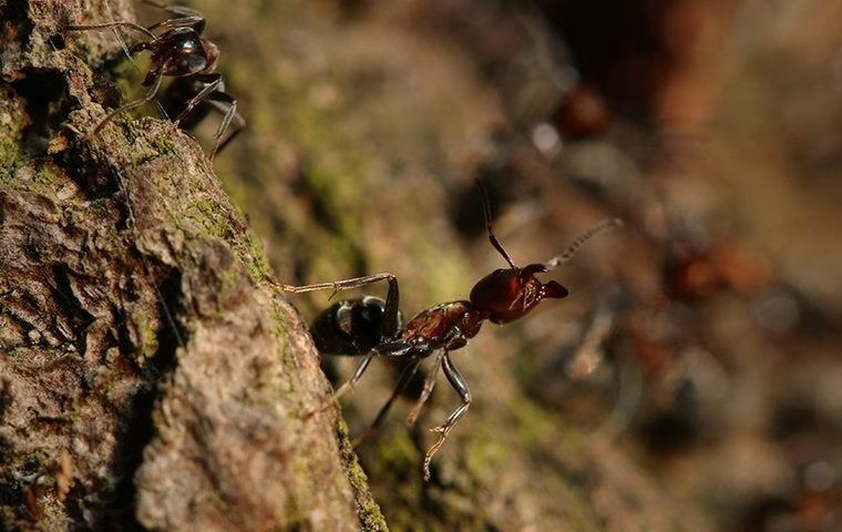 Ants