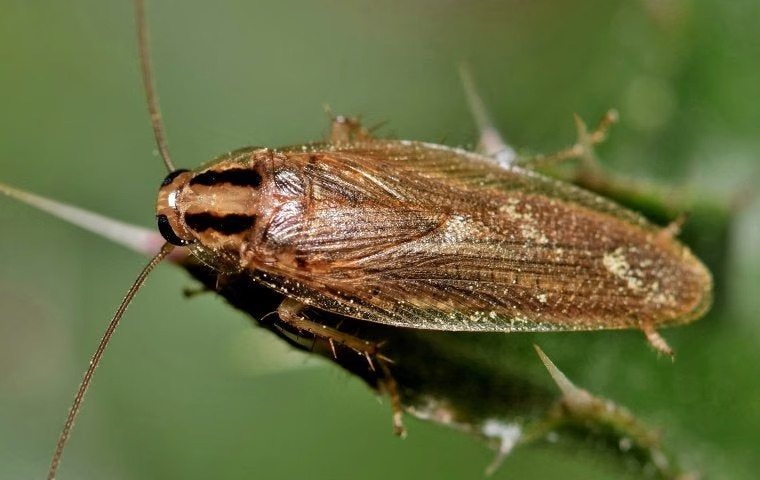 Cockroach