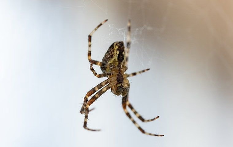 spider_hanging_in_web