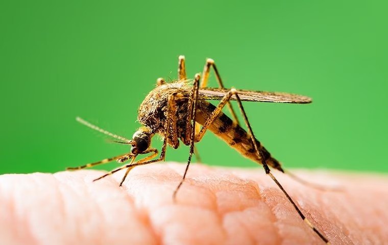 biting_mosquito