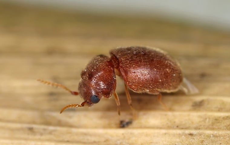 Pantry Pest