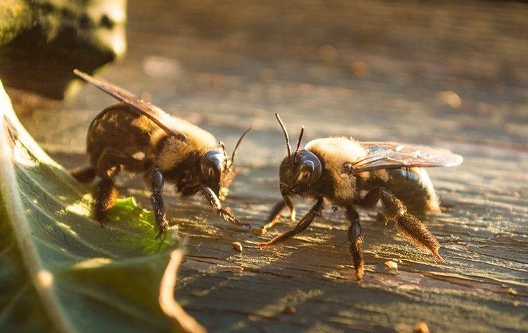 Stinging Insects