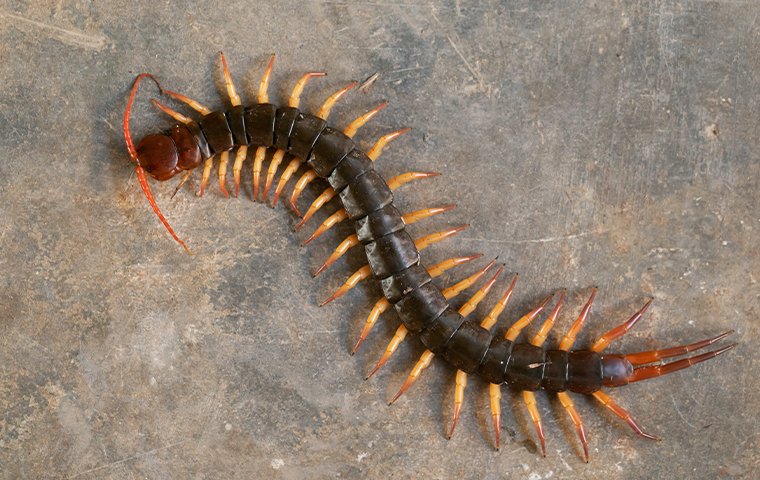 Centipedes & Millipedes